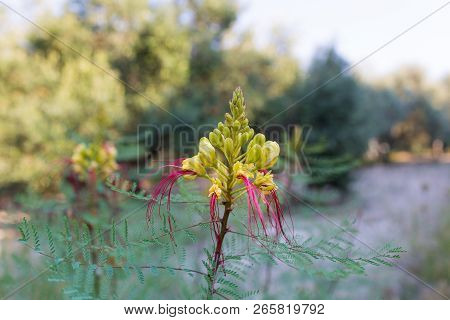 Erythrostemon Gilliesii