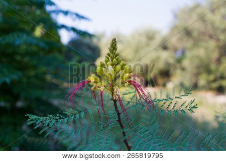 Erythrostemon Gilliesii