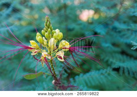 Erythrostemon Gilliesii