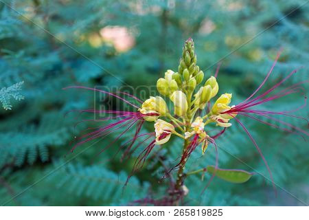 Erythrostemon Gilliesii