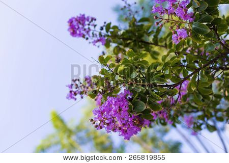 Lagerstroemia Indica Purple Flowers