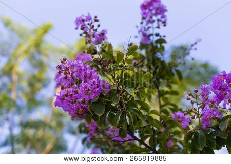 Lagerstroemia Indica Purple Flowers
