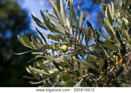 Olive Tree Branch