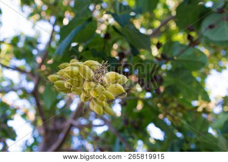 Paulownia Fruitage