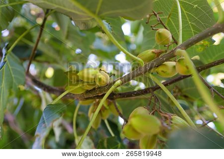 Paulownia Fruitage
