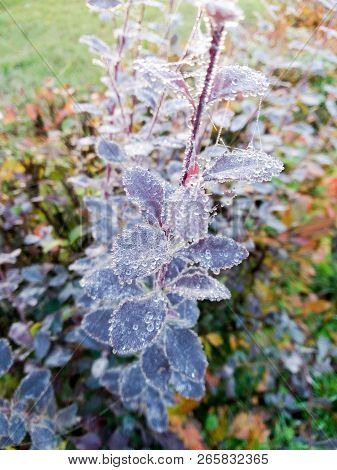 Drops Of Poy On The Leaves.
Flowers And Trees In Autumn Nature.