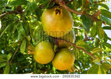 Pomegranate Tree With Fruits At The Algarve In Portugal