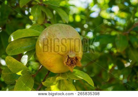 Pomegranate Tree With Fruits At The Algarve In Portugal