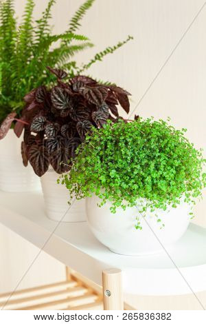 houseplants Nephrolepis, peperomia caperata, Soleirolia soleirolii in white flowerpots