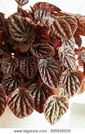 houseplant peperomia caperata in white flowerpot