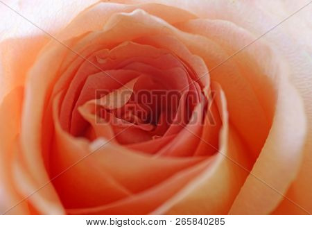 View Of Beautiful Orange Rose, Close Up