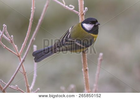 Great Tit (parus Major) On Frozen Branch Wit Rime. One Bird Looking In Camera