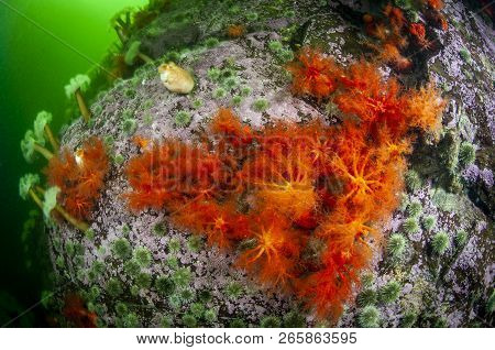 Sea Cucumber, Scarlet Psolus, Underwater In The St. Lawrence Estuary