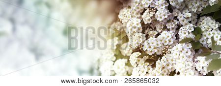 Closeup Of Flowering Shrub Bridal Wreath Spirea Floral Background.dewy Flowering Shrub Bridal Wreath