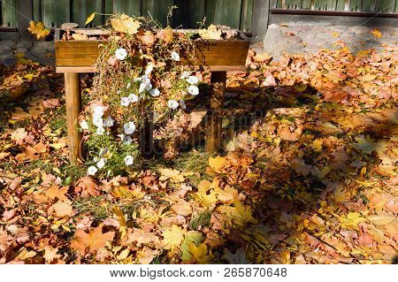Beautiful Bright Wooden Flower Bed For White Flowers Covered With A Layer Of Autumn Yellow Fallen Le