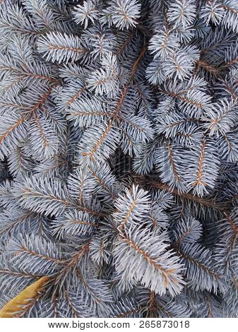 Blue Spruce. Blue Fir. Christmas Tree. Branches Of Bluish Fir. Green Blue Coniferous Branches.  Frag