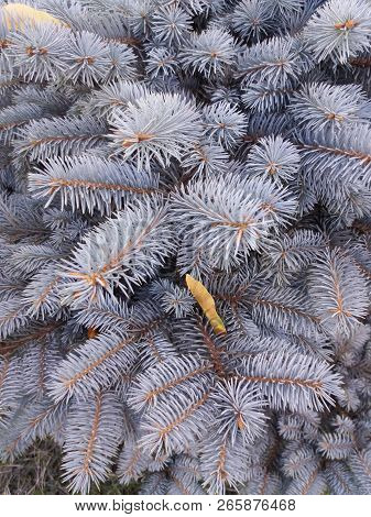 Blue Spruce. Blue Fir. Christmas Tree. Branches Of Bluish Fir. Green Blue Coniferous Branches.  Frag