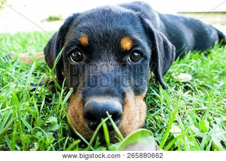 Rottweiler Puppy Portrait. Cute Dog Lying Outdoors And Looking With His Big Faithful Eyes On The Cam