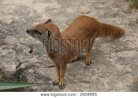 Yellow Mongoose