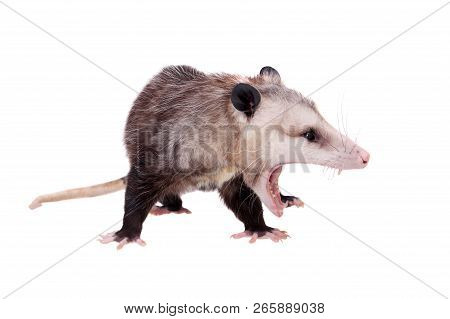 The Virginia Opossum, Didelphis Virginiana, On White