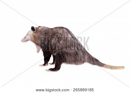The Virginia Opossum, Didelphis Virginiana, On White