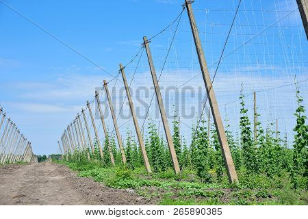 Beautiful Landscape. Hops Field And Blue Sky