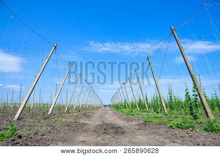 Beautiful Landscape. Hops Field And Blue Sky