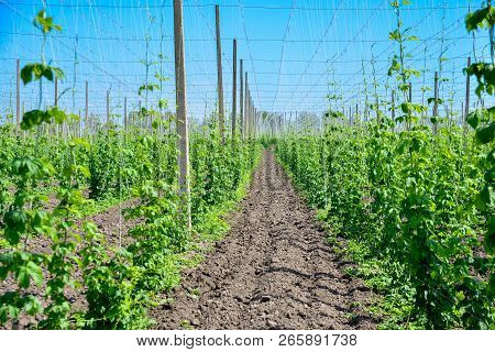 Beautiful Landscape. Hops Field And Blue Sky