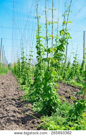 Beautiful Landscape. Hops Field And Blue Sky