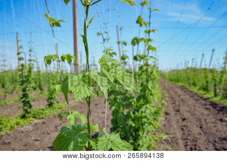 Beautiful Landscape. Hops Field And Blue Sky