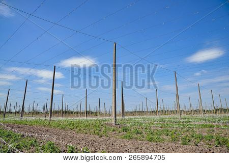 Beautiful Landscape. Hops Field And Blue Sky