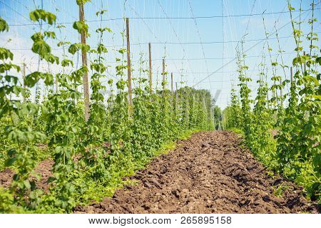 Beautiful Landscape. Hops Field And Blue Sky