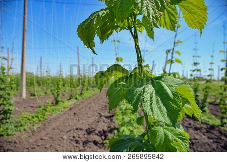 Beautiful Landscape. Hops Field And Blue Sky