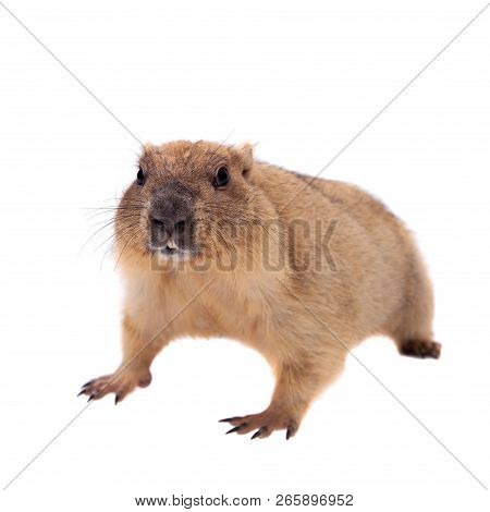 The Bobak Or Steppe Marmot On White Background