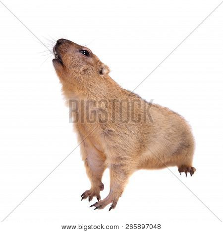 The Bobak Or Steppe Marmot On White Background