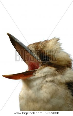 Uccelli degli canto