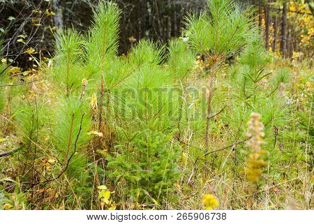 Multiple Varieties Of Small Pine Trees On The Woodland Ground Near Hinckley Minnesota