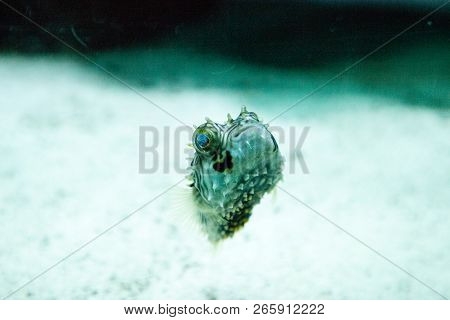 Balloonfish Diodon Holocanthus Swims Along A Marine Reef