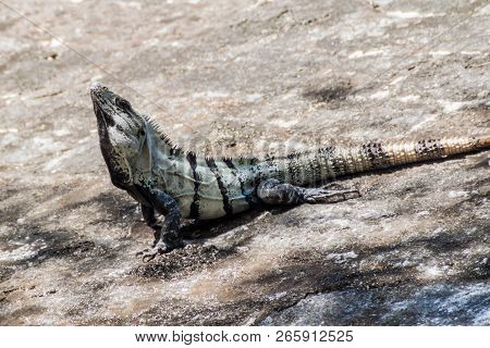 Black Iguana At The Ruins Of The Mayan City Coba, Mexico
