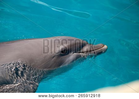 Bottlenose Dolphin Tursiops Truncatus Swims Along The Shoreline Of Key West