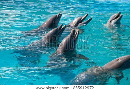 Bottlenose Dolphin Tursiops Truncatus Swims Along The Shoreline Of Key West