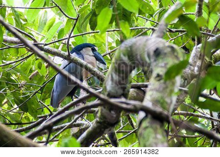 Boat-billed Heron Cochlearius Cochlearius In Cockscomb Basin Wildlife Sanctuary, Belize.