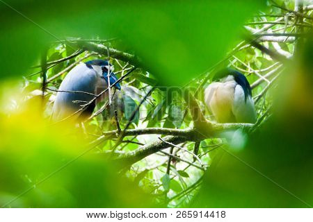 Couple Of Boat-billed Herons Cochlearius Cochlearius In Cockscomb Basin Wildlife Sanctuary, Belize.