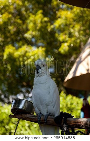 Yellow-crested Cockatoo Cacatua Sulphurea Perches In Captivity In Florida