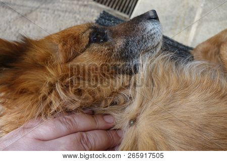 Help Clean Ticks From Dogs. Castor Bean Tick (ixodes Ricinus)