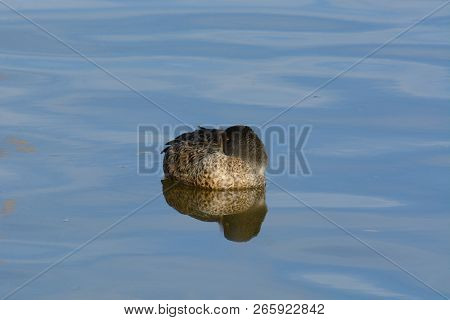 Sleepy Lone Male Shoveler Duck Or Anas Clypeata Resting On Calm Tranquil Blue Lake Water While Keepi