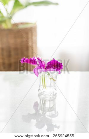 Purple Orchid Flower In Glass On The Table.