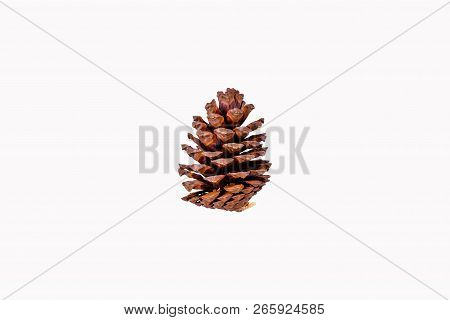 Brown Pine Cone Isolated On White Background