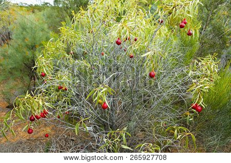 Desert Quandong Fruit Plant In The Outback