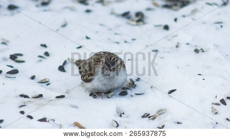 Small Bird Eurasian Or Common Treecreeper, Certhia Familiaris, Close-up Portrait On Snow, Selective 